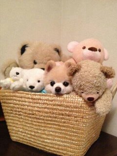 子犬.jpg