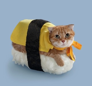 猫ずし.jpg
